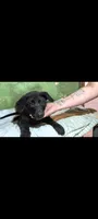 Black , a female German Shepherd Dog for sale in Bloomington, IN – 2 of 2