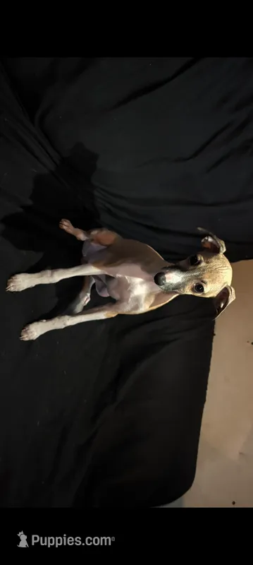 Coco  – Italian Greyhound puppy for sale in Bloomington, IN