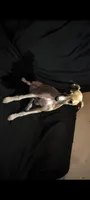 Coco , a female Italian Greyhound for sale in Bloomington, IN – 1 of 1