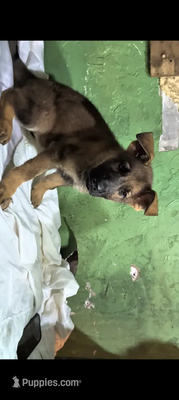 Red sable  – German Shepherd Dog puppy for sale in Bloomington, IN