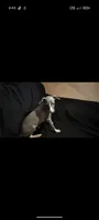 Echo , a female Italian Greyhound for sale in Bloomington, IN – 2 of 2