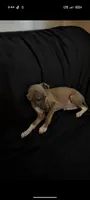 Fawn , a male Italian Greyhound for sale in Bloomington, IN – 3 of 3