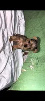Female , a female Yorkshire Terrier for sale in Bloomington, IN – 3 of 3