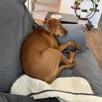 Dallas, a male Boykin Spaniel for sale in Summerville, SC – Photo 6 of 6