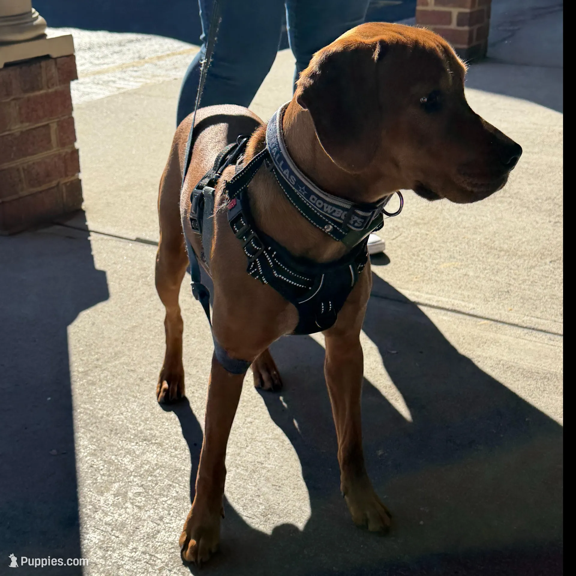 Dallas, a male Boykin Spaniel for sale in Summerville, SC – Photo 3 of 6
