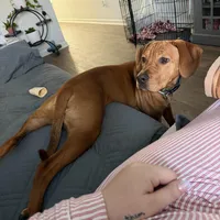 Dallas, a male Boykin Spaniel for sale in Summerville, SC – Photo 5 of 6