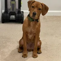 Dallas, a male Boykin Spaniel for sale in Summerville, SC – Photo 2 of 6