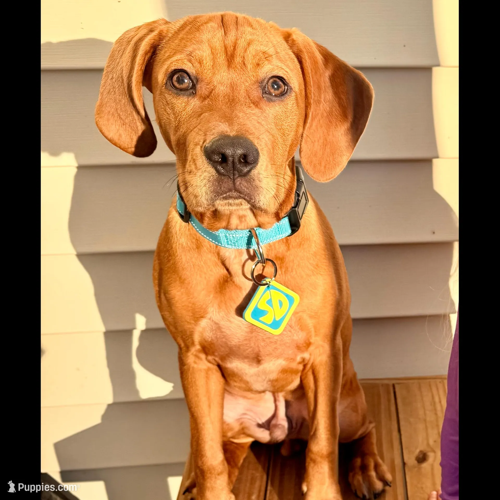 Dallas – Boykin Spaniel puppy for sale in Summerville, SC