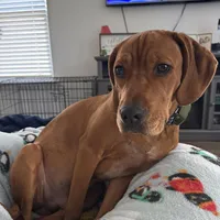 Dallas, a male Boykin Spaniel for sale in Summerville, SC – Photo 4 of 6