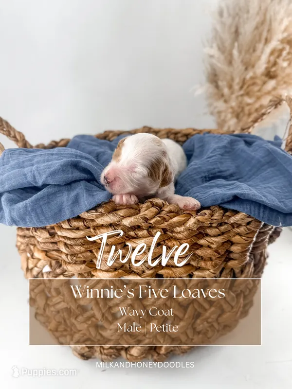 Twelve  – Miniature Goldendoodle puppy for sale in Russell Springs, KY