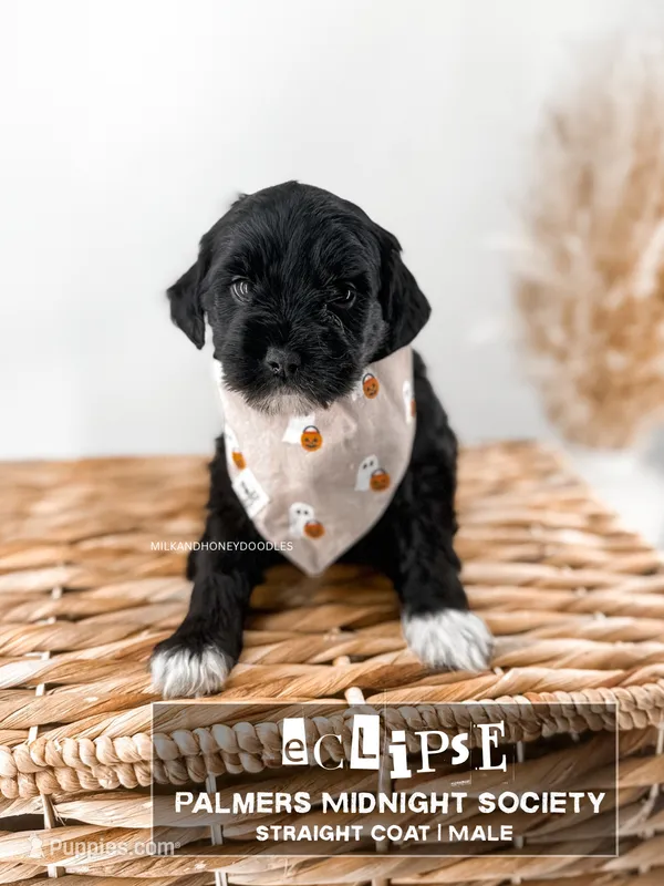 Eclipse  – Miniature Goldendoodle puppy for sale in Russell Springs, KY