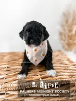 Eclipse , a male Miniature Goldendoodle for sale in Russell Springs, KY – 1 of 1