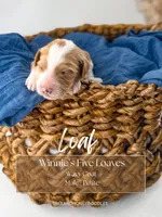 Loaf , a male Miniature Goldendoodle for sale in Russell Springs, KY – 1 of 1