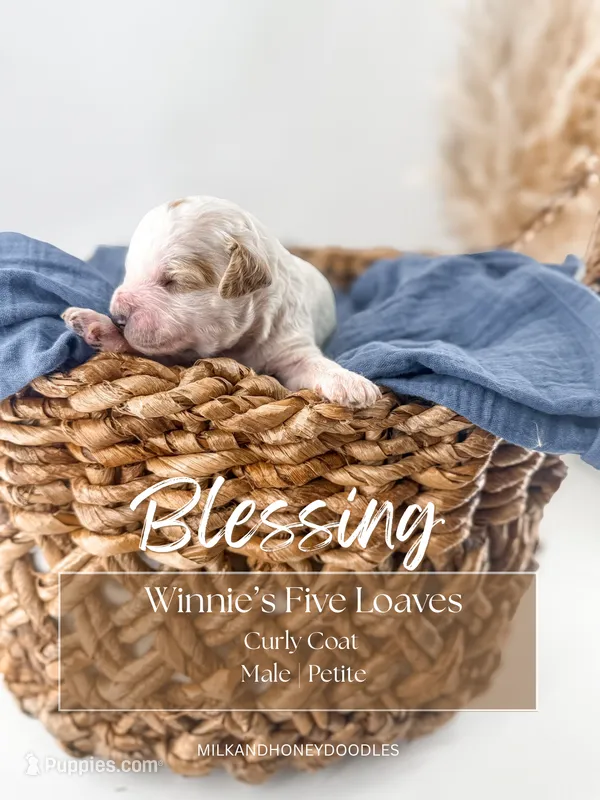 Blessing  – Miniature Goldendoodle puppy for sale in Russell Springs, KY