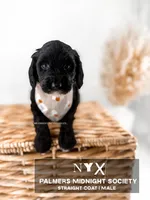 Nyx , a male Miniature Goldendoodle for sale in Russell Springs, KY – 1 of 1