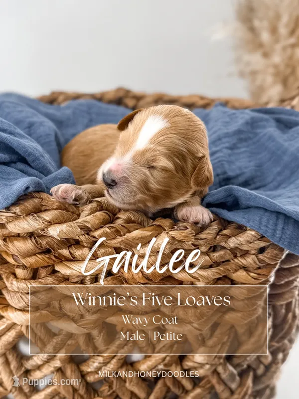 Gaillee – Miniature Goldendoodle puppy for sale in Russell Springs, KY