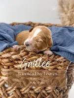 Gaillee, a male Miniature Goldendoodle for sale in Russell Springs, KY – 1 of 1