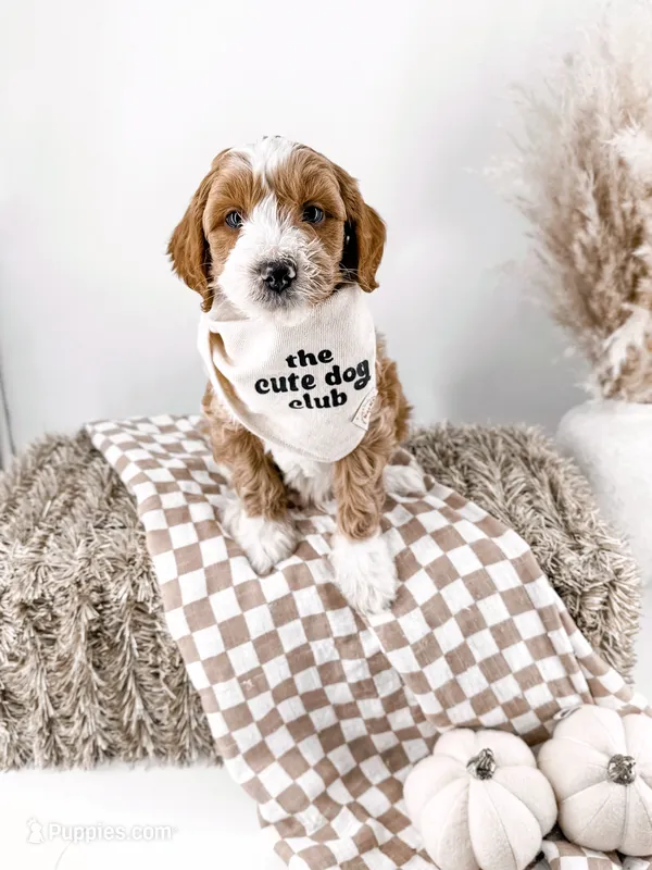 Loaf  – Miniature Goldendoodle puppy for sale in Russell Springs, KY