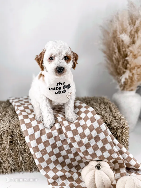 Blessing  – Miniature Goldendoodle puppy for sale in Russell Springs, KY