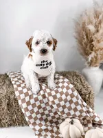Blessing , a male Miniature Goldendoodle for sale in Russell Springs, KY – 1 of 2
