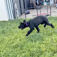 Chief, a male Giant Schnauzer for sale in Saint George, UT – 10 of 10