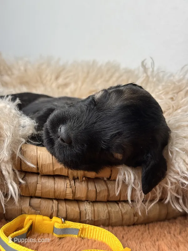 female 2 – Giant Schnauzer puppy for sale in Saint George, UT