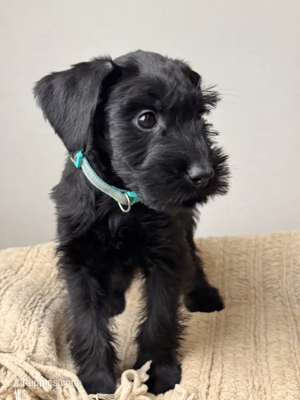 female 5 - Teal Collar