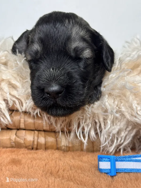 Male 2 – Giant Schnauzer puppy for sale in Saint George, UT