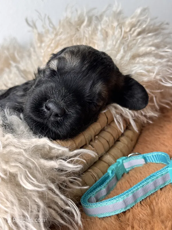 female 3 – Giant Schnauzer puppy for sale in Saint George, UT