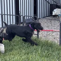 Chief, a male Giant Schnauzer for sale in Saint George, UT – 5 of 10