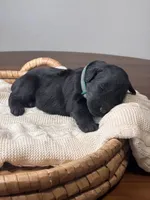 Black Female Dark Green, a female Giant Schnauzer for sale in Saint George, UT – Photo 7 of 10