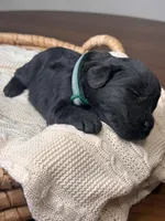 Black Female Dark Green, a female Giant Schnauzer for sale in Saint George, UT – Photo 9 of 10