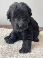 Black Female Dark Green, a female Giant Schnauzer for sale in Saint George, UT – Photo 2 of 10