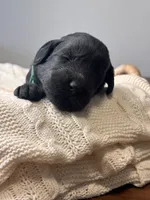 Black Female Dark Green, a female Giant Schnauzer for sale in Saint George, UT – Photo 8 of 10