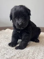 Black Female Dark Green, a female Giant Schnauzer for sale in Saint George, UT – Photo 5 of 10