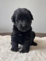 Black Female Dark Green, a female Giant Schnauzer for sale in Saint George, UT – Photo 4 of 10