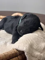 Black Female Dark Green, a female Giant Schnauzer for sale in Saint George, UT – Photo 6 of 10