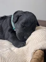 Black Female Dark Green, a female Giant Schnauzer for sale in Saint George, UT – Photo 10 of 10