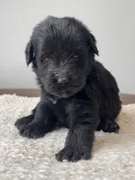 Black Female Dark Green, a female Giant Schnauzer for sale in Saint George, UT – Photo 3 of 10