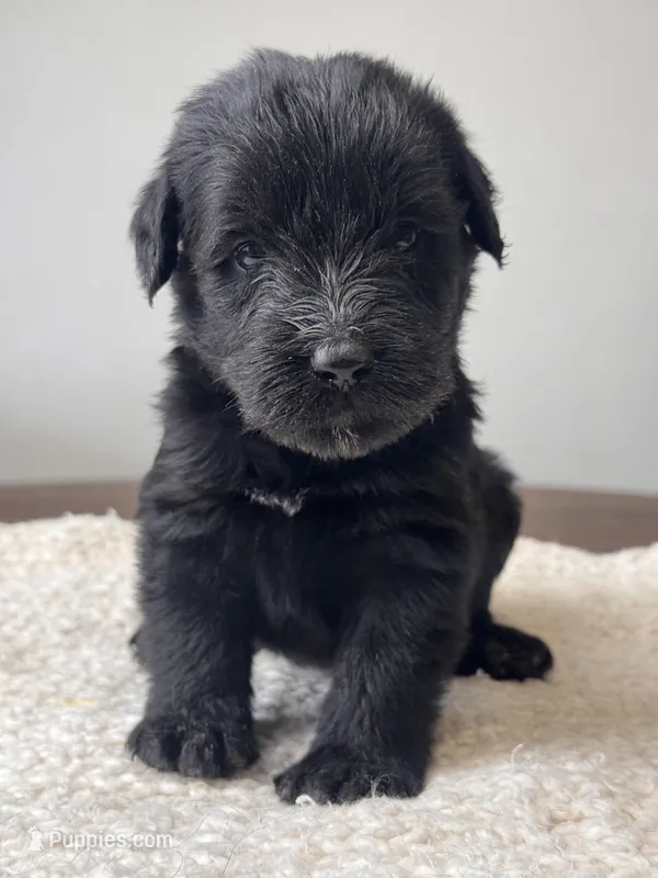 Black Female Dark Green – Giant Schnauzer puppy for sale in Saint George, UT