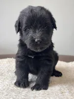 Black Female Dark Green, a female Giant Schnauzer for sale in Saint George, UT – Photo 1 of 10