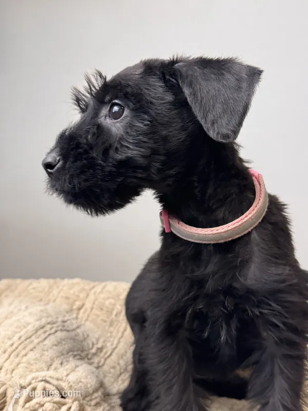 female 2 - Baby Pink Collar