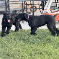 Chief, a male Giant Schnauzer for sale in Saint George, UT – 8 of 10