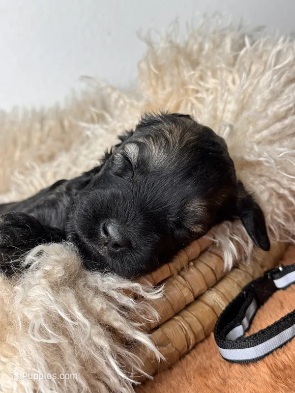 female 4 – Giant Schnauzer puppy for sale in Saint George, UT