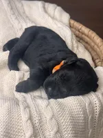 Black Female Orange Collar Black, a female Giant Schnauzer for sale in Saint George, UT – Photo 8 of 10