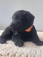 Black Female Orange Collar Black, a female Giant Schnauzer for sale in Saint George, UT – Photo 3 of 10