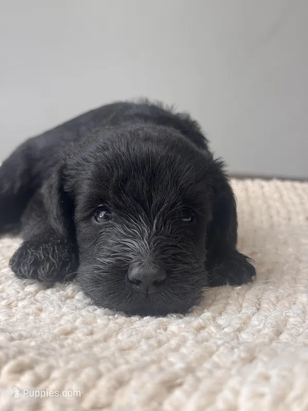 Black Female Orange Collar Black – Giant Schnauzer puppy for sale in Saint George, UT