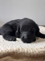 Black Female Orange Collar Black, a female Giant Schnauzer for sale in Saint George, UT – Photo 2 of 10