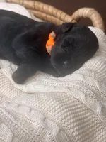 Black Female Orange Collar Black, a female Giant Schnauzer for sale in Saint George, UT – Photo 6 of 10