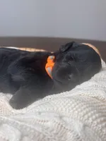 Black Female Orange Collar Black, a female Giant Schnauzer for sale in Saint George, UT – Photo 5 of 10